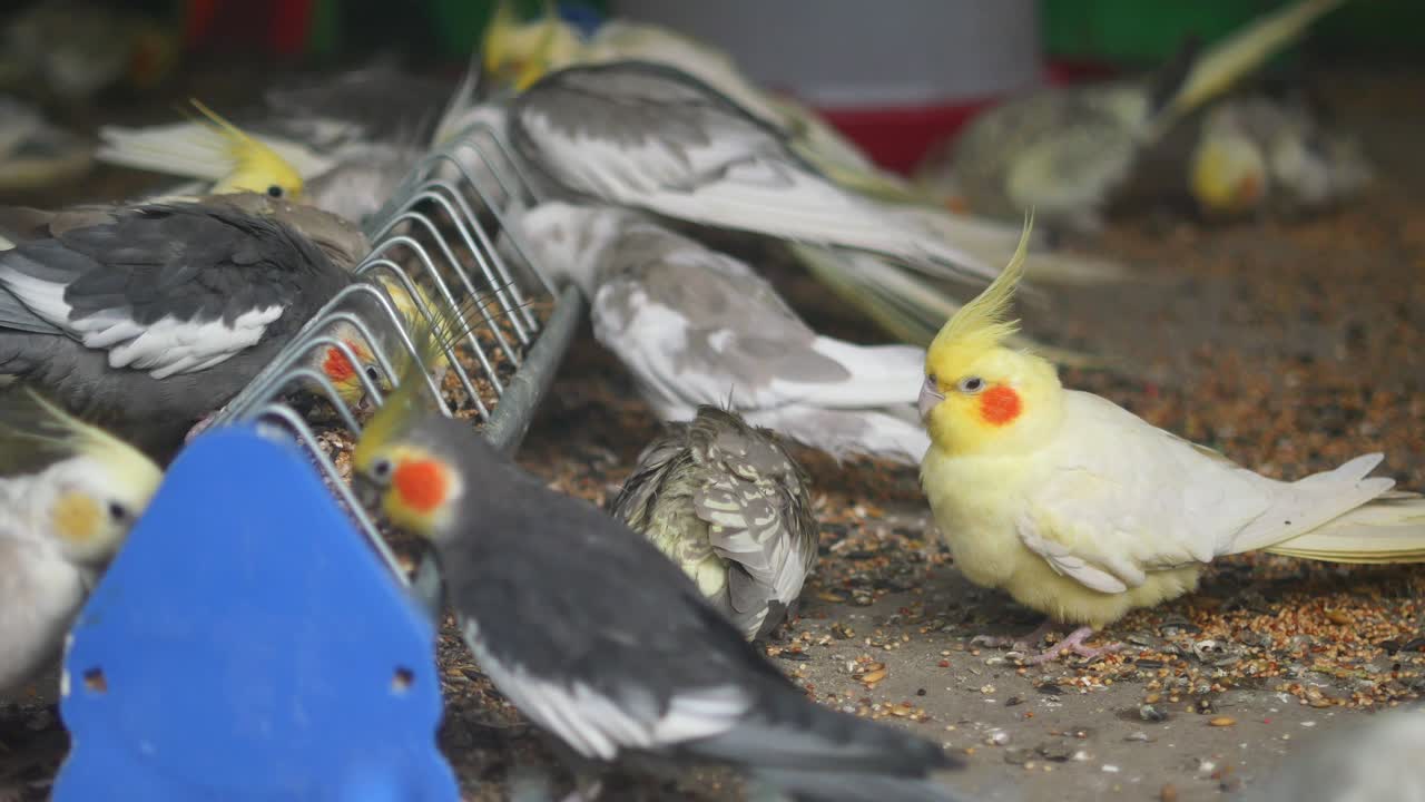 먹는 코카 무리