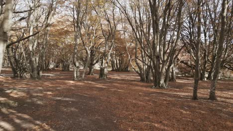 Imágenes-De-Un-Dron-Sobre-El-Hermoso-Bosque-De-Hayas-De-Canfaito-Con-Colores-Otoñales