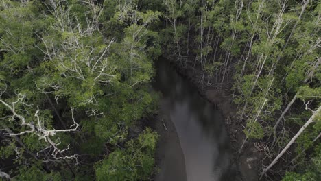 Pequeño-Río-En-La-Selva-De-Costa-Rica-Entre-árboles-Verdes