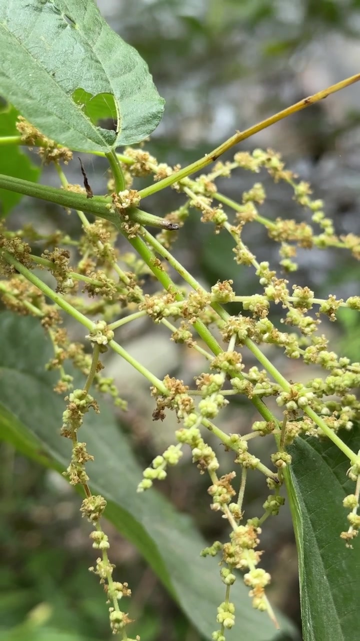 Close-up of Small Green Wildflower Blossoms on a Stem