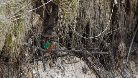 common kingfisher is sitting on the branches near river looking for food and nest