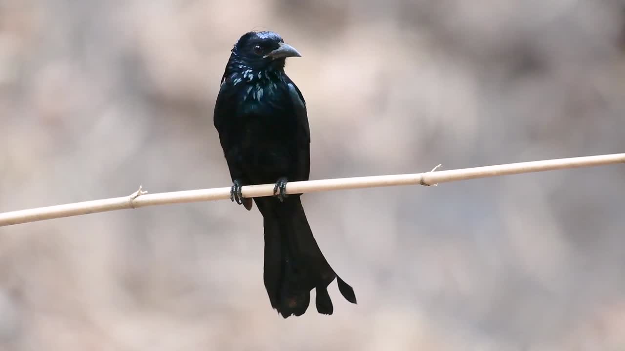 머리깃드롱고 또는 서로 구별하기 까다로울 수 있는 dicrurus bracteatus 또는 스팽글드롱고와 동종인 dicruridae과의 아시아의 새입니다.