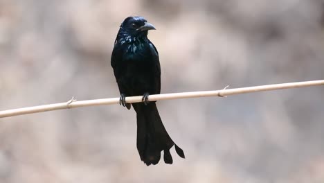 El-Drongo-Con-Cresta-De-Pelo-O-Es-Un-Ave-En-Asia-De-La-Familia-Dicruridae-Que-Era-Conespecífico-Con-Dicrurus-Bracteatus-O-Drongo-Con-Lentejuelas-En-El-Que-Puede-Ser-Difícil-Diferenciar-Entre-Sí