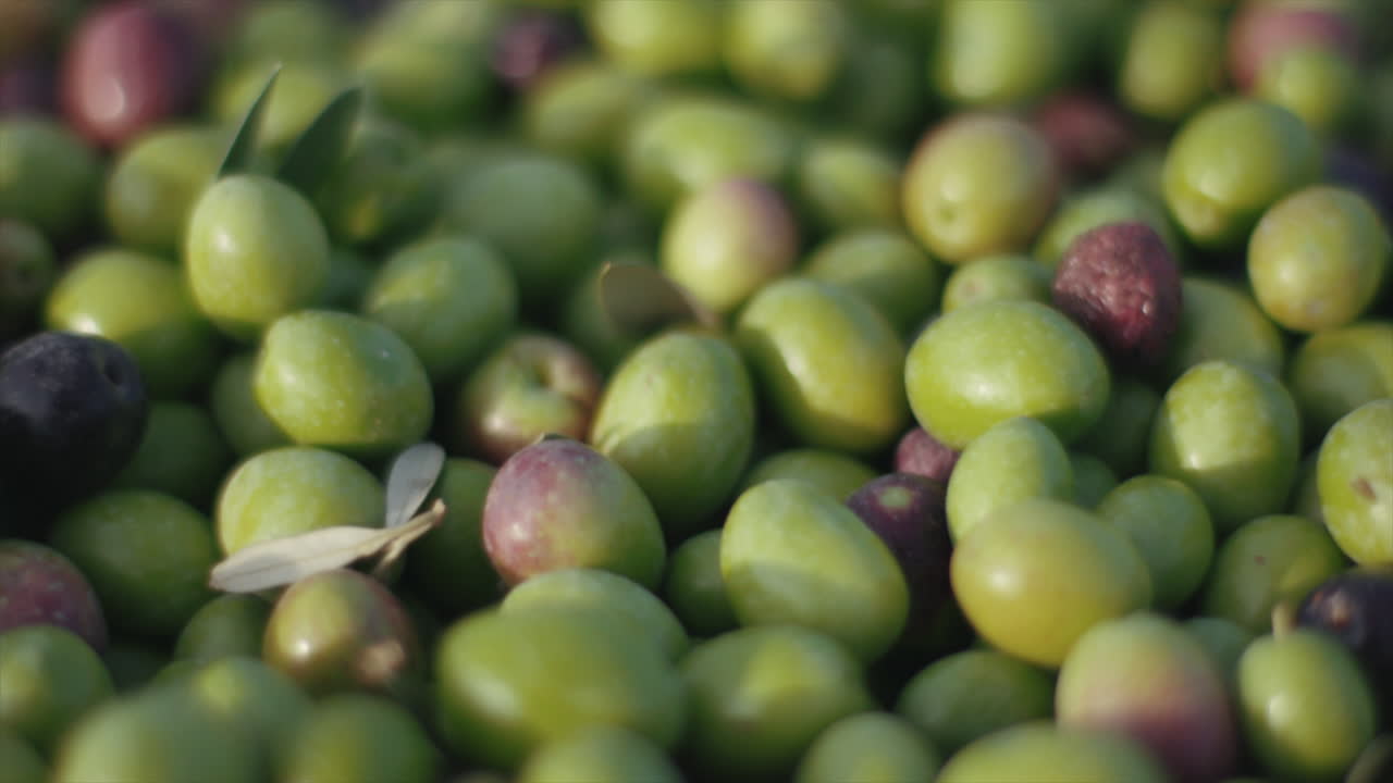 Freshly Harvested Olives