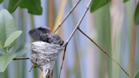 juvenile malaysian pied fantail preening itself on nest