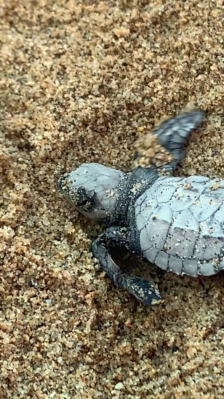 Extreme macro close up of baby sea turtle hatchling shell texture on sand, Todos Santos, Mexico