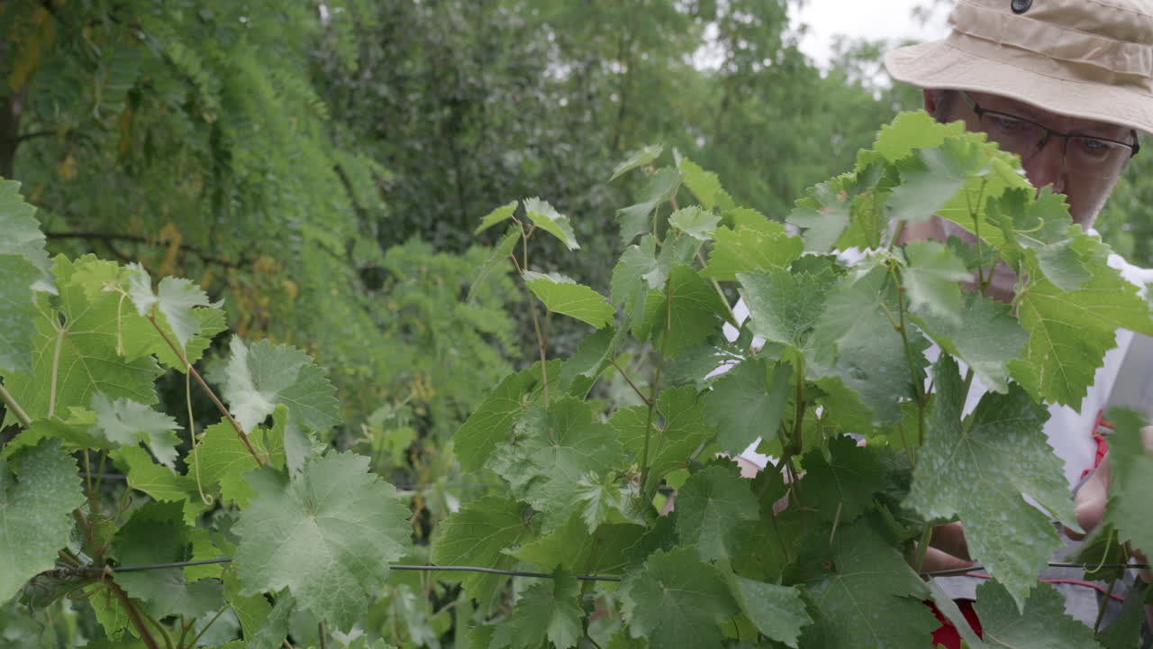 Man inspecting grapevines in summer vineyard