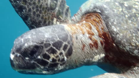 Sich-Bewegendes-Flugzeug-In-Richtung-Schwimmender-Schildkröten,-Wasserkamera