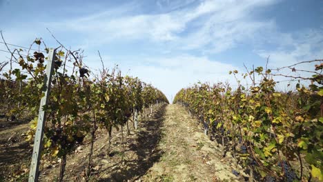 Breiter-Schuss-Durch-Weinberg-Im-Herbst-An-Einem-Schönen-Sonnigen-Tag-Mit-Blauem-Himmel