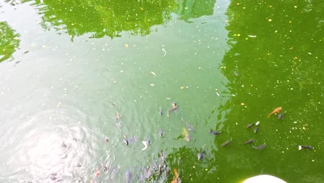 koi fish swimming in a green pond