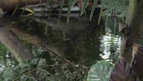 fish swimming in pond in tropical area - wide - focus on foliage