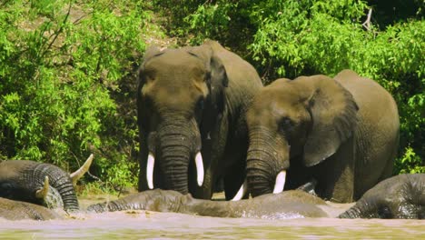 Old-elephtants-with-huge-white-tusks-standing-in-muddy-waterhole-in-the-wild