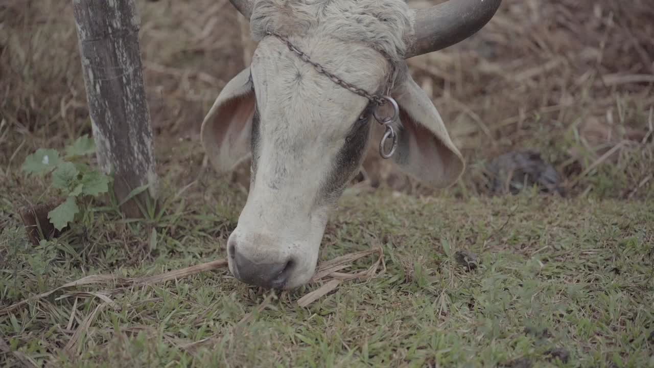 Scatto ravvicinato e dettagliato di un toro da allevamento di colore chiaro con catene intorno alle corna, mentre si nutre di erba sotto una recinzione di legno con filo spinato