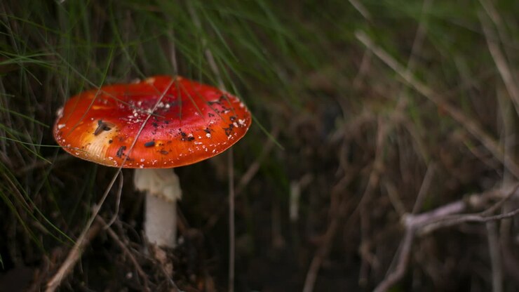 gefährlicher roter giftpilz im wald 2