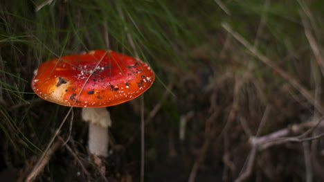 Gefährlicher-Roter-Fliegenpilz-Im-Wald-2