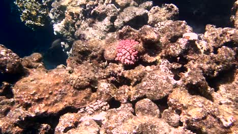 colourful tropical coral reefs