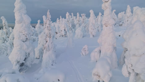 aerial view over ski trails in a snowy forest on top of a fell, sunrise in lapland