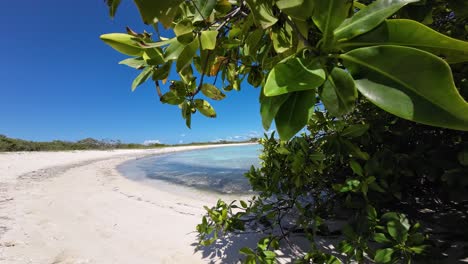 Grüne-Mangrovenblätter-Umrahmen-Einen-Ruhigen,-Einsamen-Inselstrand,-Klarer-Himmel