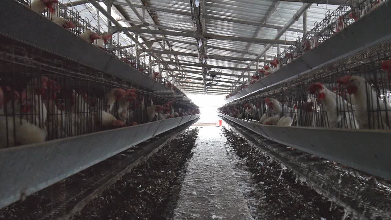 Pequena fazenda de agronegócio para fabricação de ovos e criação de galinhas