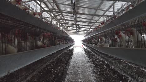 small agricultural business farmhouse for eggs and chickens manufacturer