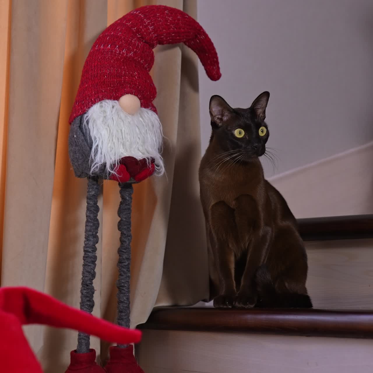 Adorable black kitty with wide-open yellow eyes is on the stairs. Shiny cat sitting next to a toy decorative gnome and Christmas tree