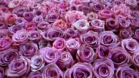 Natural-roses-background-closeup