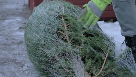 cerca del trabajador desempaque el árbol de la red de embalaje, mientras lleva guantes de seguridad