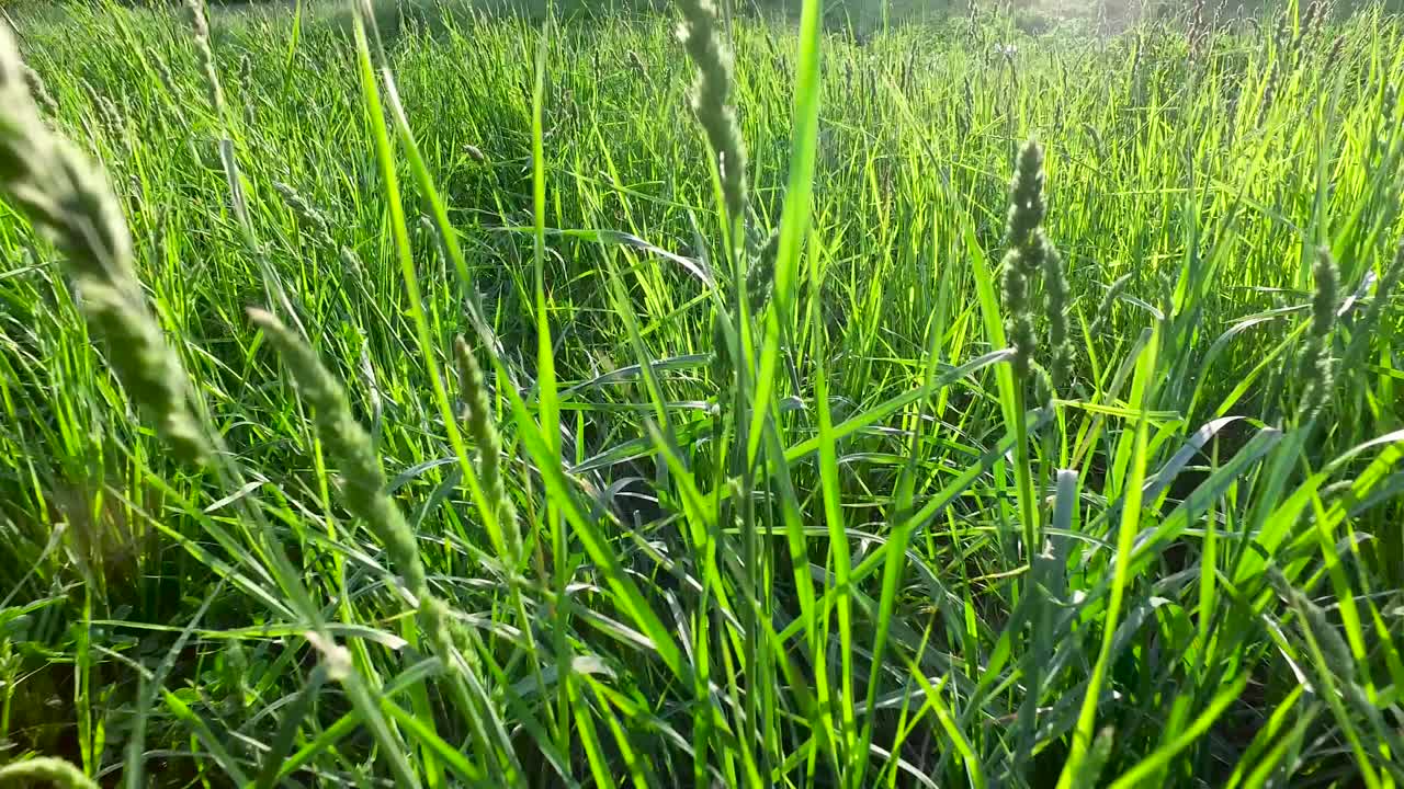 젊은, 초록색, 울창한 잔디는 해가 지는 광선에 초록색 초원에서 고 있습니다.