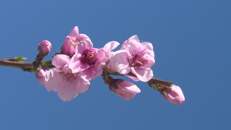 pink peach blossoms against a blue sky