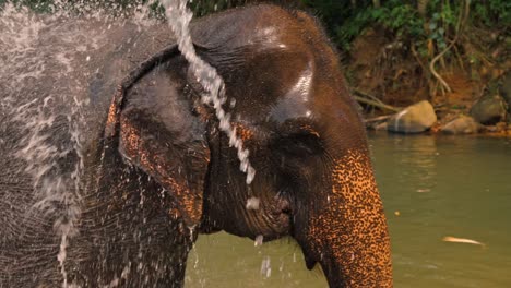 elephants enjoys a refreshing bath in a scenic river in sri lanka.