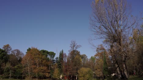 autumn colors on park alongside quiet lake with brown yellow leaves of trees on a clear blue sky, slow tilt descending view