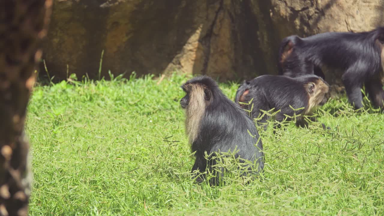 Lion-tailed macaques relaxing in their grassy enclosure