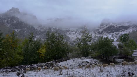 Heard-of-sheep-grazing-on-meadow-covered-in-white-snow-in-Alpine-countryside-with-mountains-background