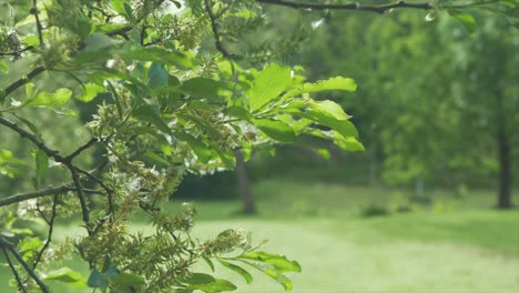 Willow-tree-catkins-seeds-floating-through-the-air