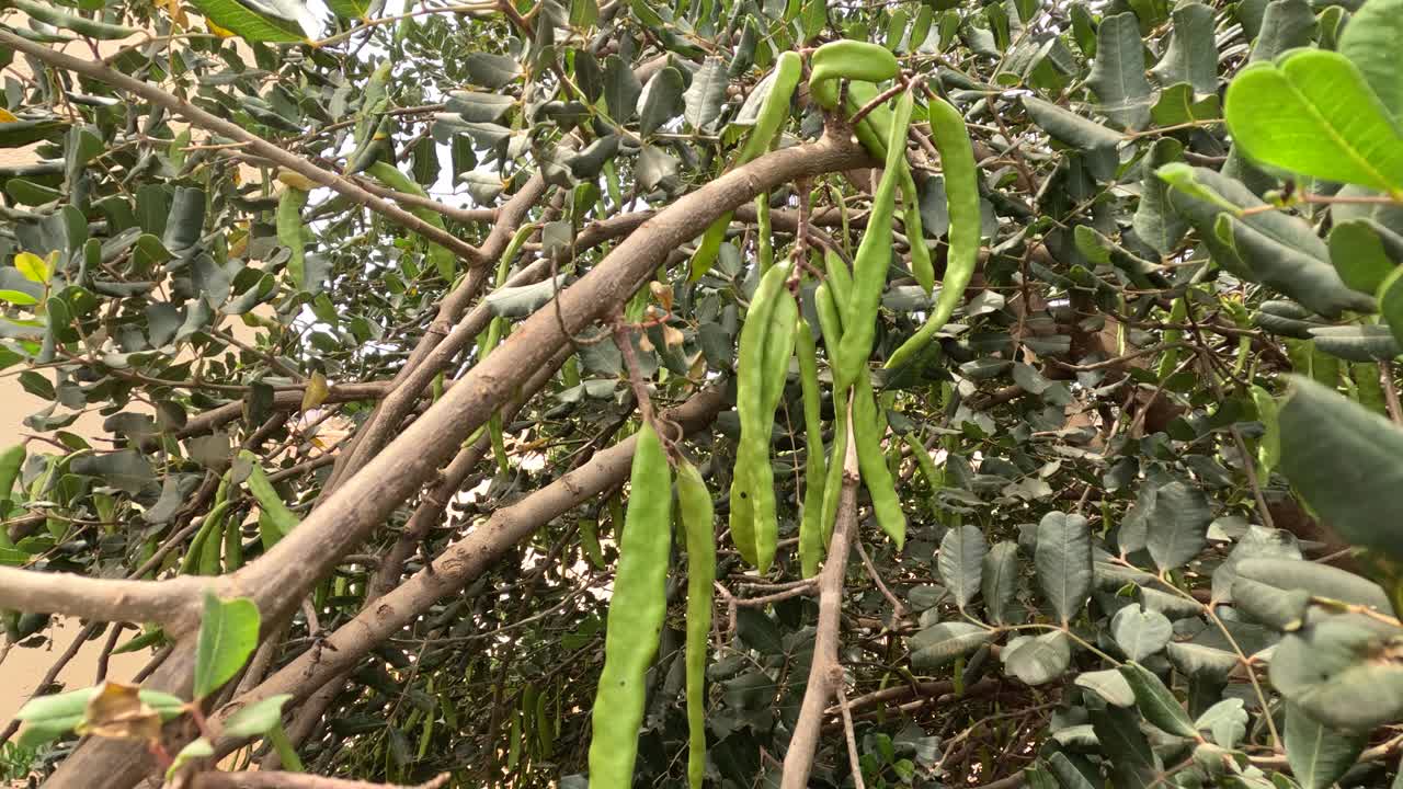 árbol de algarrobo a la luz del sol con tallos de frutas colgando de ramas