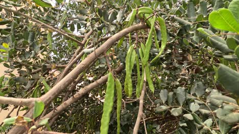 Carob-tree-in-sunlight-with-fruit-stems-hanging-on-branches