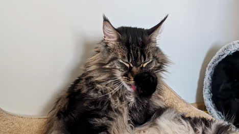 Large,-adult-Maine-coon-cat-groom-itself