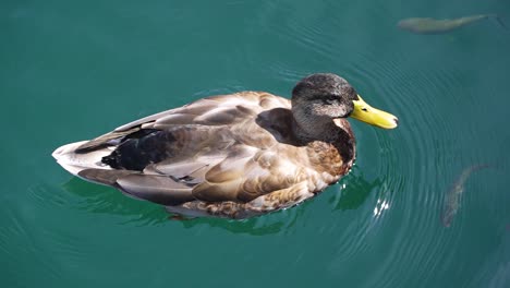 Slow-motion-close-up-of-a-duck-swimming-in-bright-clear-water-among-fishes