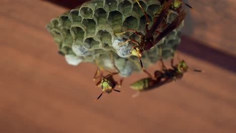 several paper wasps (polistes cavapyta) work on their nest