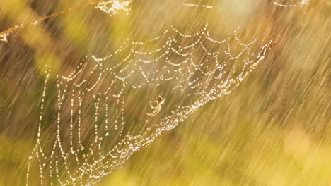 Regen-Im-Wald-Bei-Sonnenuntergang.-Spinnweben-In-Kleinen-Regentropfen.