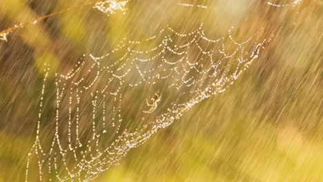 rain in the forest at sunset. cobwebs in small drops of rain.
