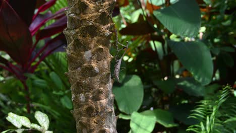 mantis de pavo real, pseudempusa pinnapavonis, vista en el lado del árbol que sube mientras sacude su cuerpo, plantas del bosque en el fondo mientras la luz del sol de la tarde brilla a través