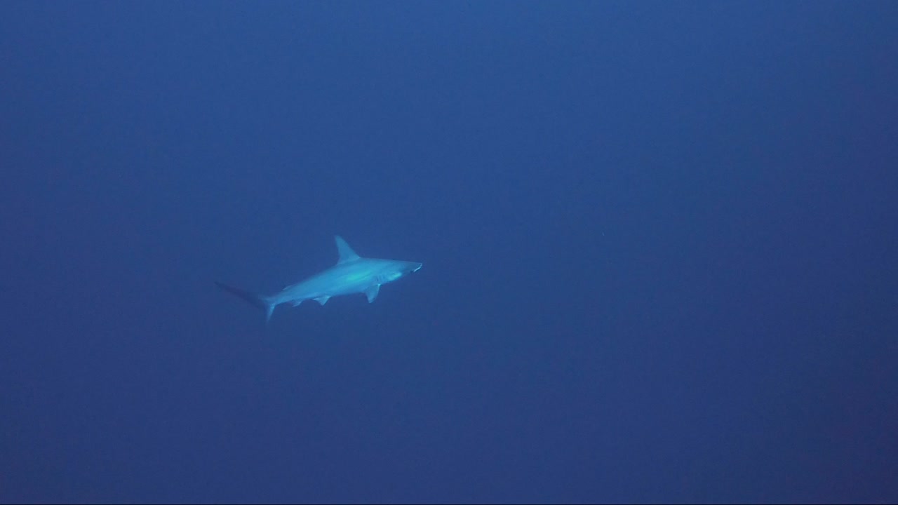 el tiburón martillo nada desde el azul hacia la pared del arrecife