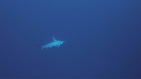 Hammerhead-shark-swims-from-blue-in-towards-the-reef-wall
