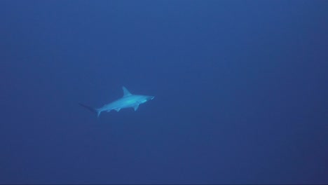 hammerhead shark swims from blue in towards the reef wall