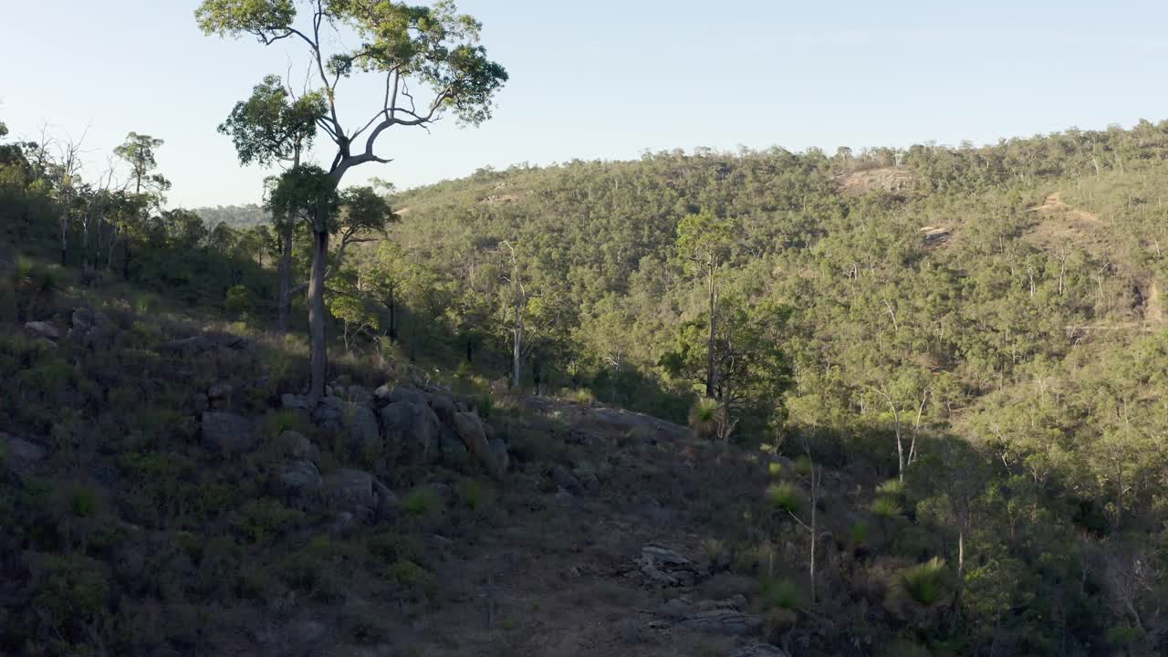 Drone push shot descending past tall trees in a steep-sided Australian bushland valley