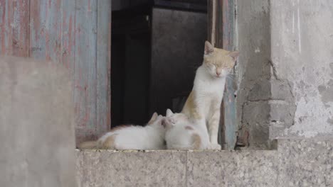 cat mother is breastfeeding the kitten