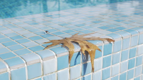 A-closeup-of-a-wet-orange-leaf-on-a-swimming-pool-boundary