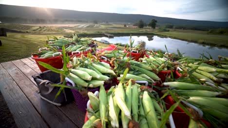 baskets of freshly picked corn at sunrise at a farm