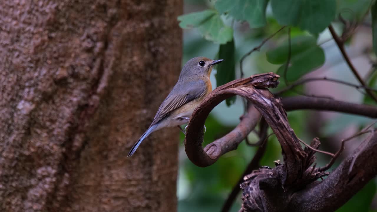 la cámara hace zoom mientras este pájaro está posado en una rama retorcida de un árbol en el bosque, la mosquitera azul indochina cyornis sumatrensis hembra, tailandia